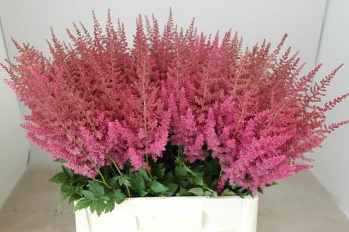 Astilbe Arendsii Grp 'Else Schluck'
