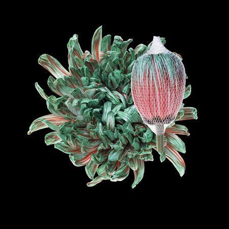 Chrysanthemum (Indicum Grp) geplozen Antonov kleurbehandeld H%