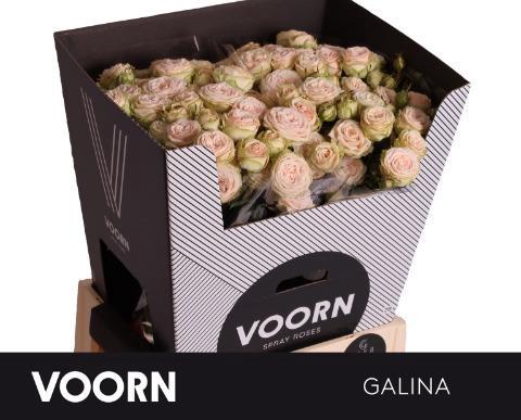 Rosa tros Galina