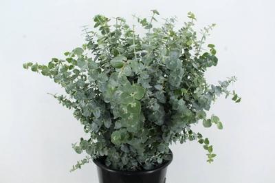 Eucalyptus per bos 'Baby Blue'