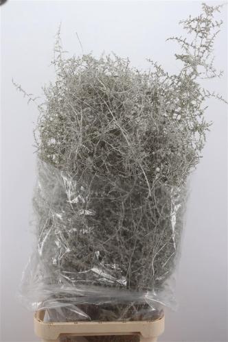 Asparagus overig kleurbehandeld H%