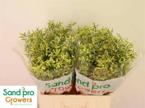 Limonium sinensis China Summer