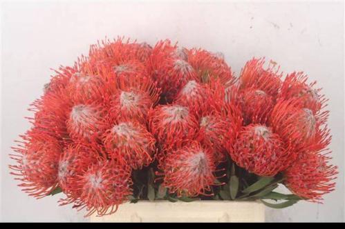 Leucospermum cordifolium 'Tango'