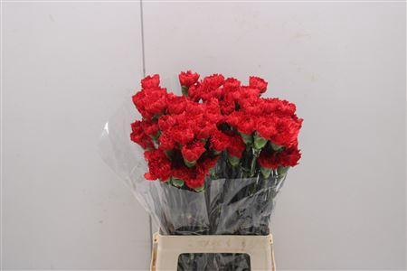 Dianthus standaard 'Red Magic'