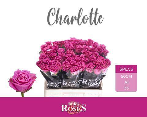 Rosa grootbloemig Tantau’s Charlotte