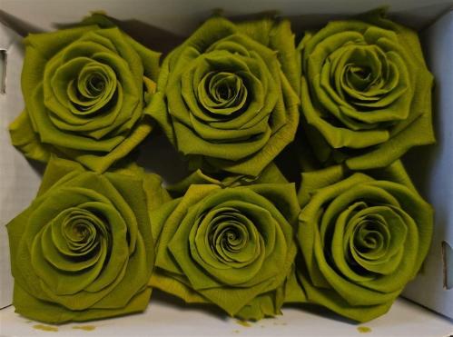 Rosa grootbloemig kleurbehandeld H%