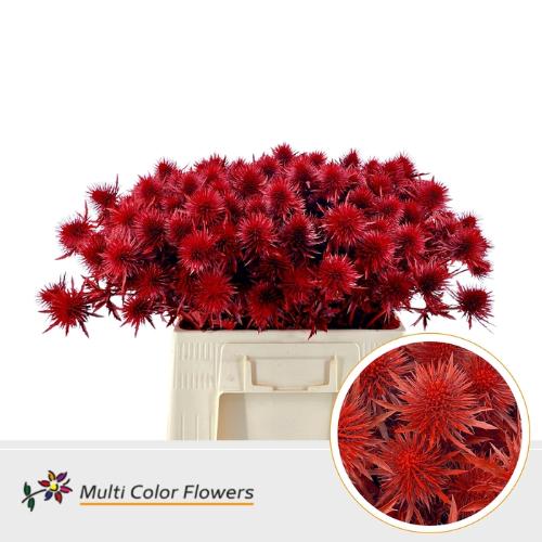 Eryngium alpinum kleurbehandeld H%