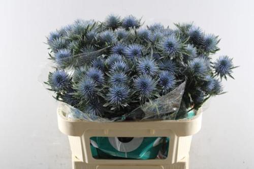 Eryngium planum Magnetar Questar