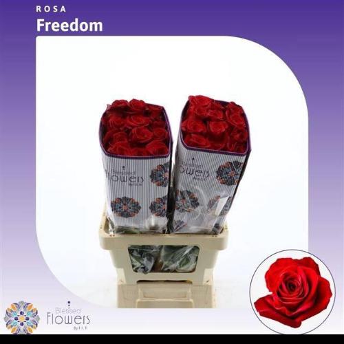 Rosa grootbloemig Freedom