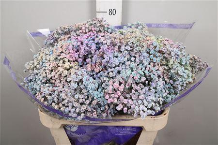 Gypsophila overig kleurbehandeld H%
