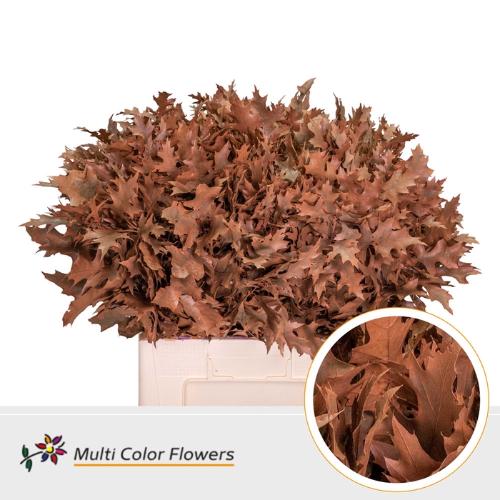 Quercus palustris kleurbehandeld H%