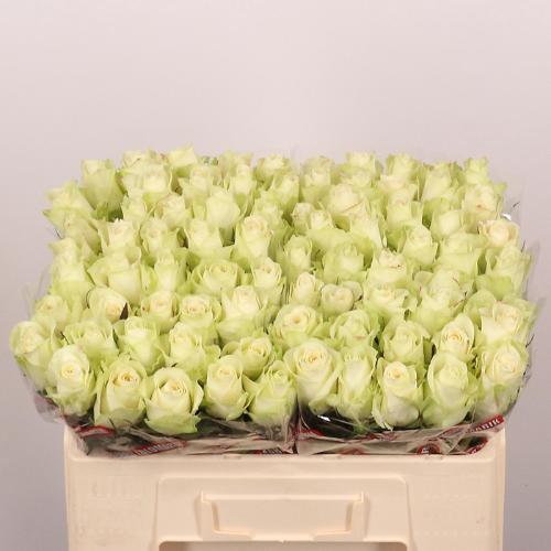 Rosa grootbloemig Athena