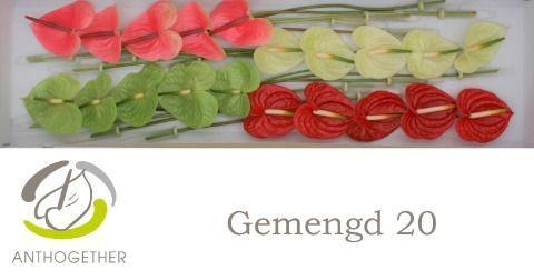 Anthurium Andreanum Grp gemengd 4 kleuren