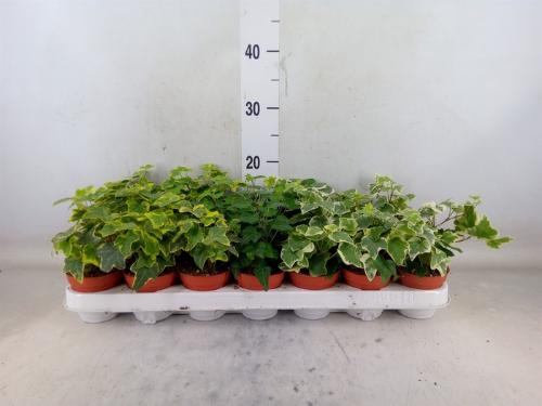 Hedera helix gemengd