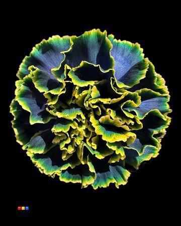 Dianthus standaard kleurbehandeld H%