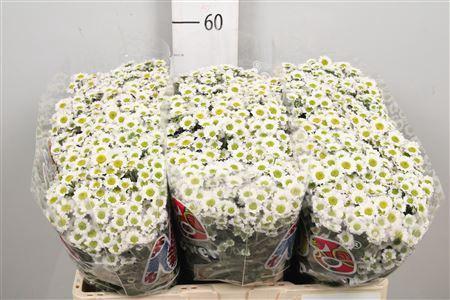 Chrysanthemum Indicum Grp tros santini Madiba Lindi White