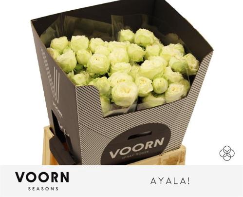 Rosa tros Ayala!