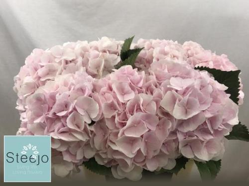 Hydrangea macrophylla 'Sweet Verena'