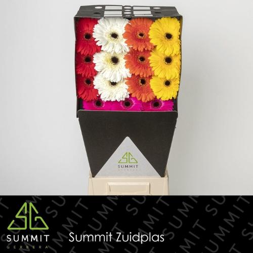 Gerbera grootbloemig gemengd op rij