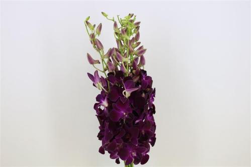 Dendrobium overig