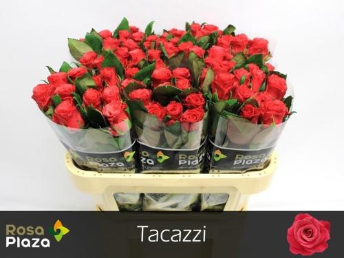 Rosa grootbloemig Tacazzi+