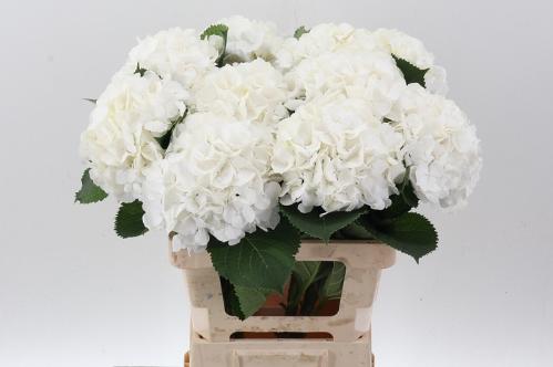 Hydrangea macrophylla Noordpool