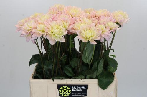 Dahlia Diana's Memory