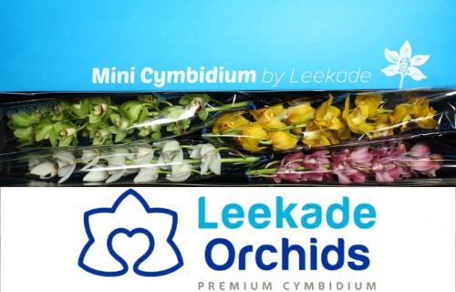Cymbidium mini per tak gemengd
