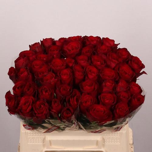 Rosa grootbloemig Madam Red