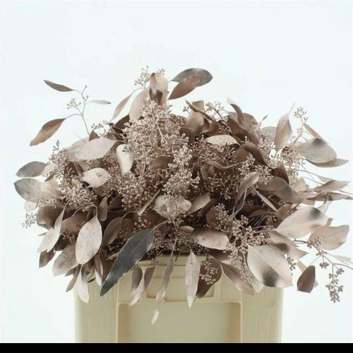 Eucalyptus polyanthemos (fruit) kleurbehandeld per bos H%