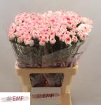 271e7dae-dff1-4920-92d4-e842efe78e77.jpg