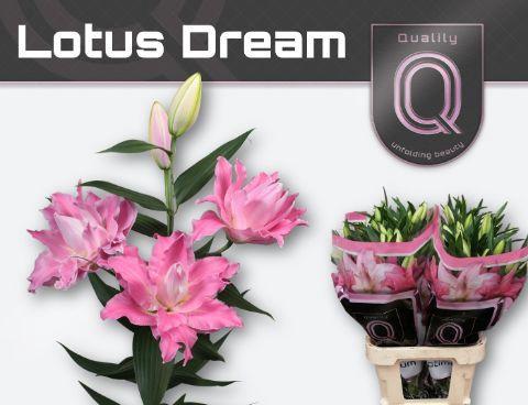 Lilium (Oriental Grp) dubbel 'Lotus Dream'