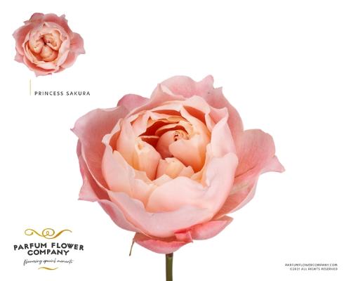 Rosa grootbloemig overig