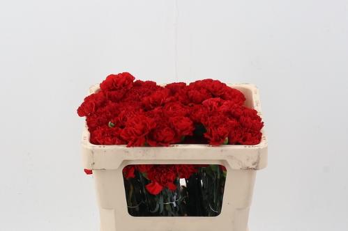 Dianthus standaard 'Grandsole'