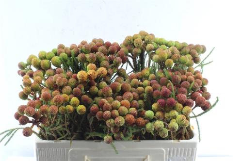 Berzelia galpinii