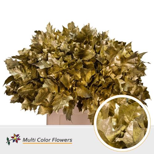Quercus rubra kleurbehandeld H%