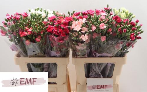 Dianthus tros Solomio gemengd in fust