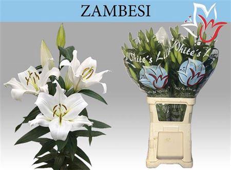 Lilium Oriental x Trumpet Grp 'Zambesi'