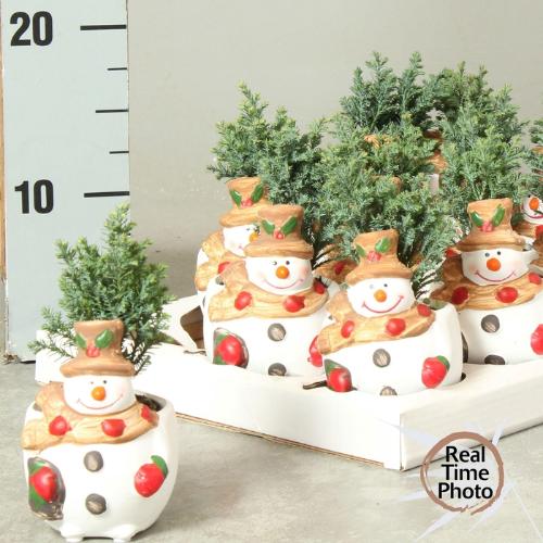 Chamaecyparis lawsoniana 'Ellwoodii'