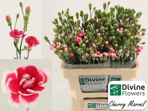 Dianthus tros Cherry Marvel