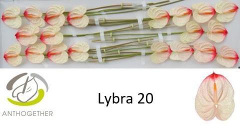 Anthurium (Andreanum Grp) Lybra