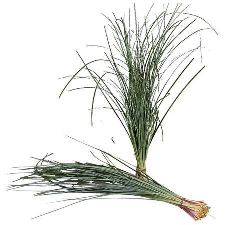 Xerophyllum tenax Beargrass per bos