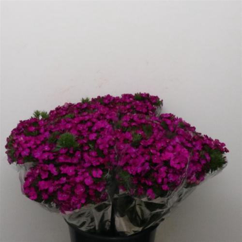 Dianthus barbatus 'Amazon Neon Purple'
