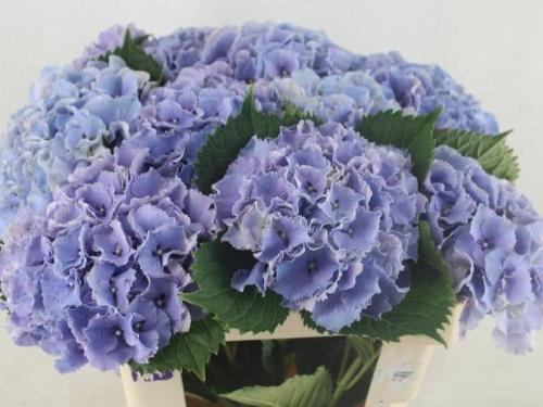 Hydrangea macrophylla Royal Sunset (blauw)