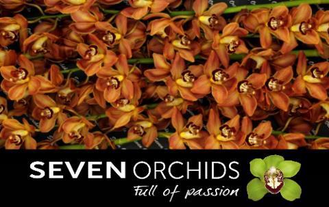 Cymbidium grootbloemig 'Soweto'