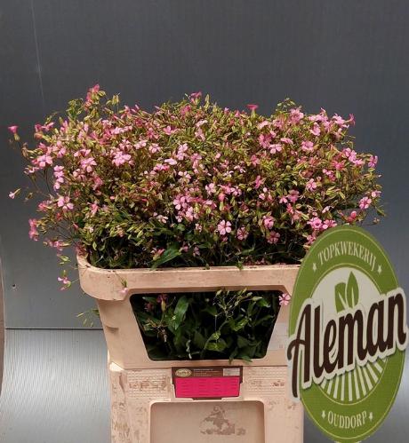 Saponaria overig