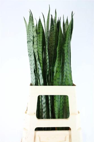 Sansevieria trifasciata 'Laurentii'
