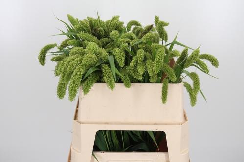 Setaria italica 'Volle Melk'