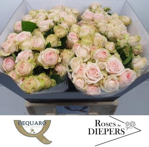 Rosa tros Sweet Giselle!