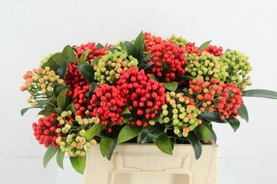 Skimmia per bos overig